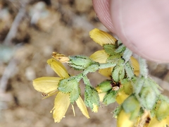 Hypericum tomentosum