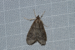 Scoparia penumbralis