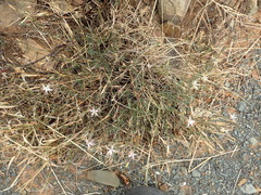 Dianthus micropetalus