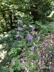 Campanula trachelium