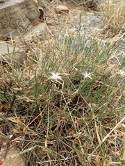 Dianthus micropetalus
