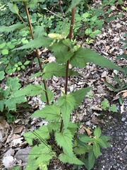 Campanula trachelium