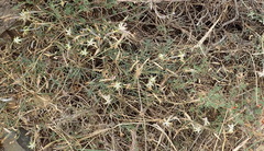 Dianthus micropetalus