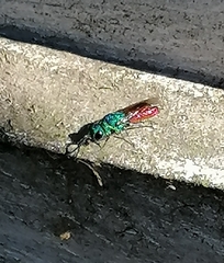 Chrysis terminata