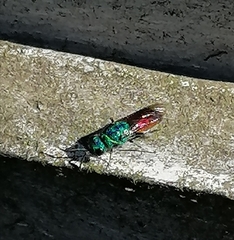 Chrysis terminata