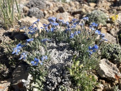 Eritrichium howardii