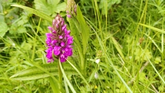 Dactylorhiza purpurella