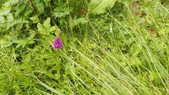 Dactylorhiza purpurella