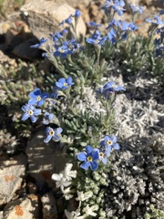 Eritrichium howardii