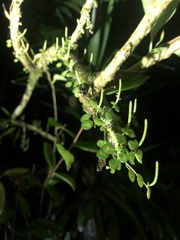 Peperomia rotundifolia image