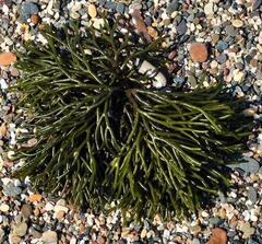 Codium tomentosum