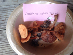 Lactarius subserifluus