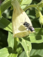 Megachile campanulae