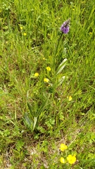 Dactylorhiza