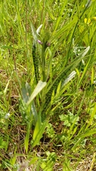 Dactylorhiza