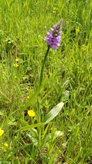 Dactylorhiza