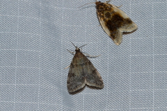 Scoparia penumbralis