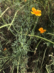 Eschscholzia californica