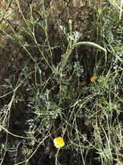 Eschscholzia californica