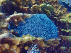 Astrophyton muricatum