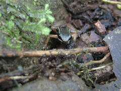 Silverstoneia flotator