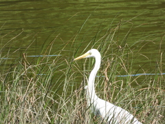 Ardea intermedia