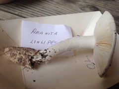 Amanita longipes