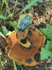Neoboletus xanthopus