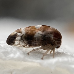 Cyrtolobus pallidifrontis