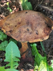 Neoboletus xanthopus