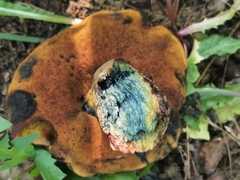 Neoboletus xanthopus
