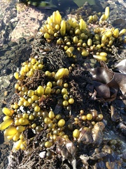Halosaccion glandiforme