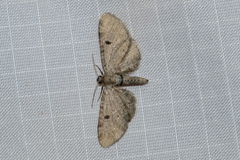 Eupithecia indistincta