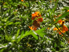 Polygonia c-aureum