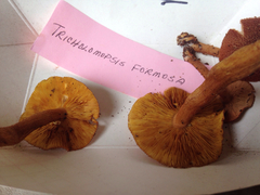 Tricholomopsis formosa