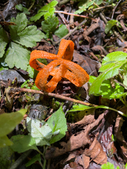 Pseudoclathrus