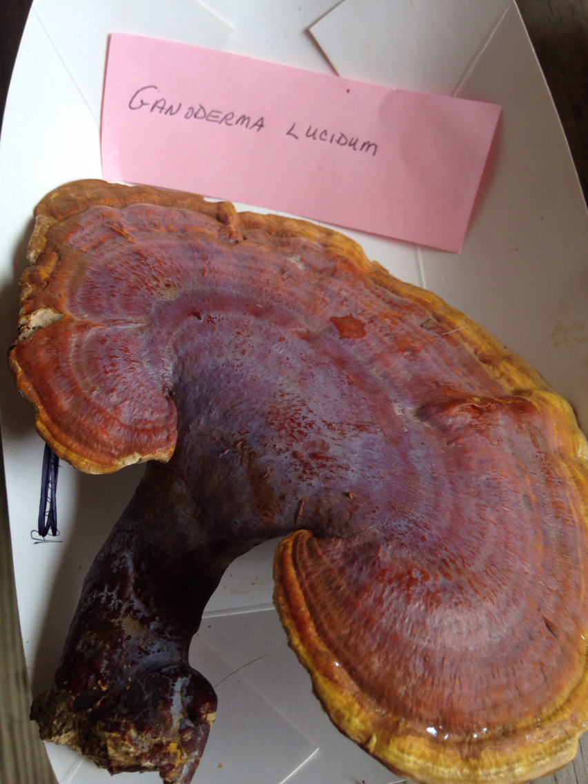 Ganoderma lucidum image