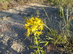 Cleomella lutea