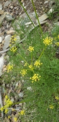 Lomatium thompsonii