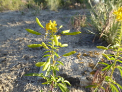 Cleomella lutea