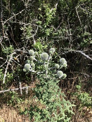 Echinops sphaerocephalus