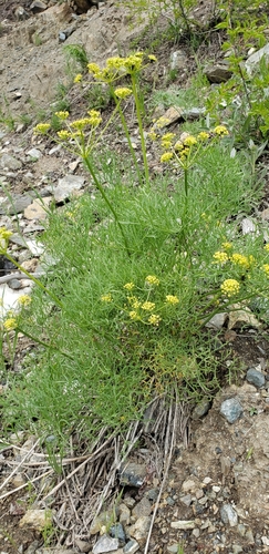 Thompson's desertparsley (Lomatium thompsonii)
