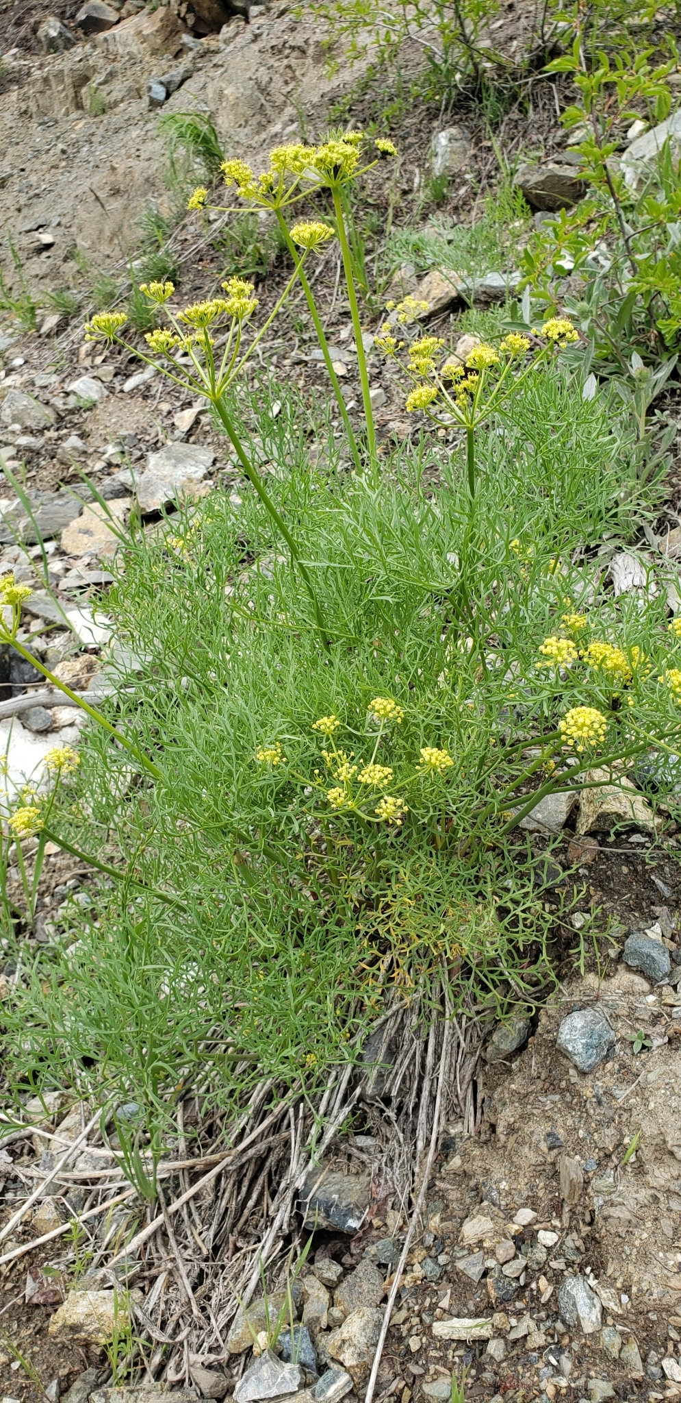 Lomatium thompsonii