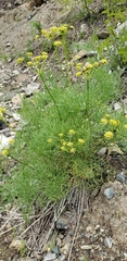 Lomatium thompsonii