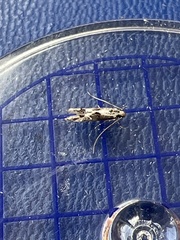 Blastodacna hellerella