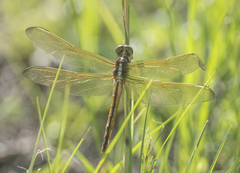 Libellula needhami