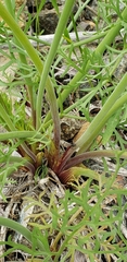Lomatium thompsonii