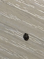 Anthrenus scrophulariae