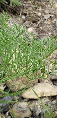Lomatium thompsonii