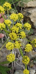 Lomatium thompsonii